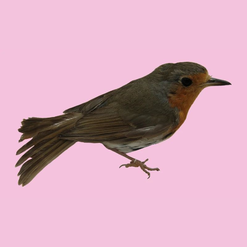 Rotkehlchen