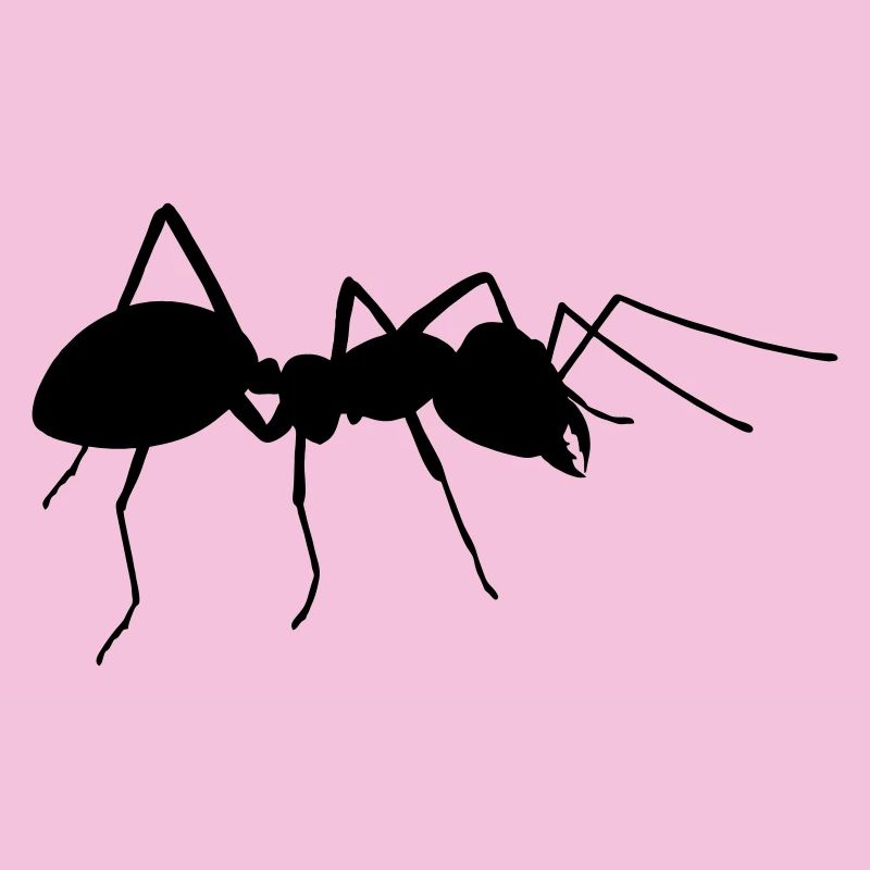 Ant
