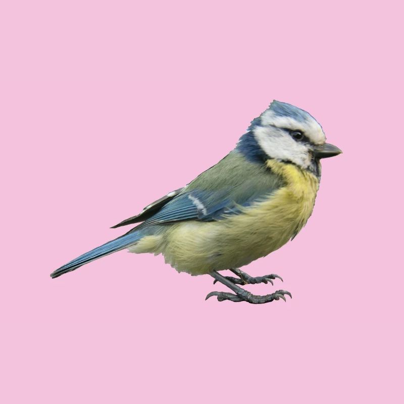 Vogel Blaumeise