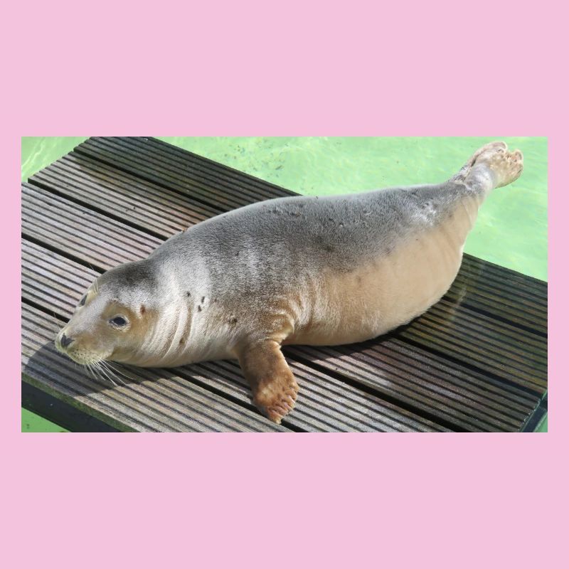 Bébé phoque à Texel