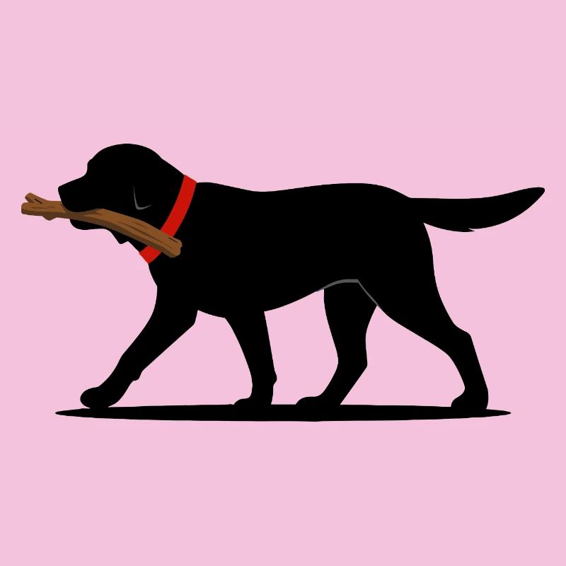 Labrador Retriever Play Fetch Black Lab