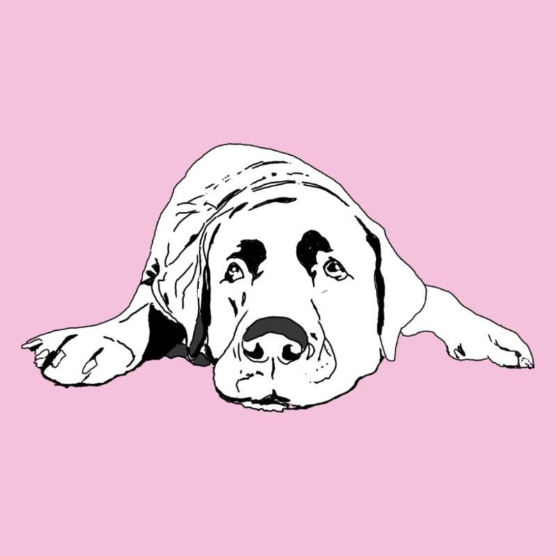 Labrador