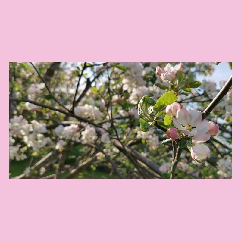 Cherry blossom branches Spring