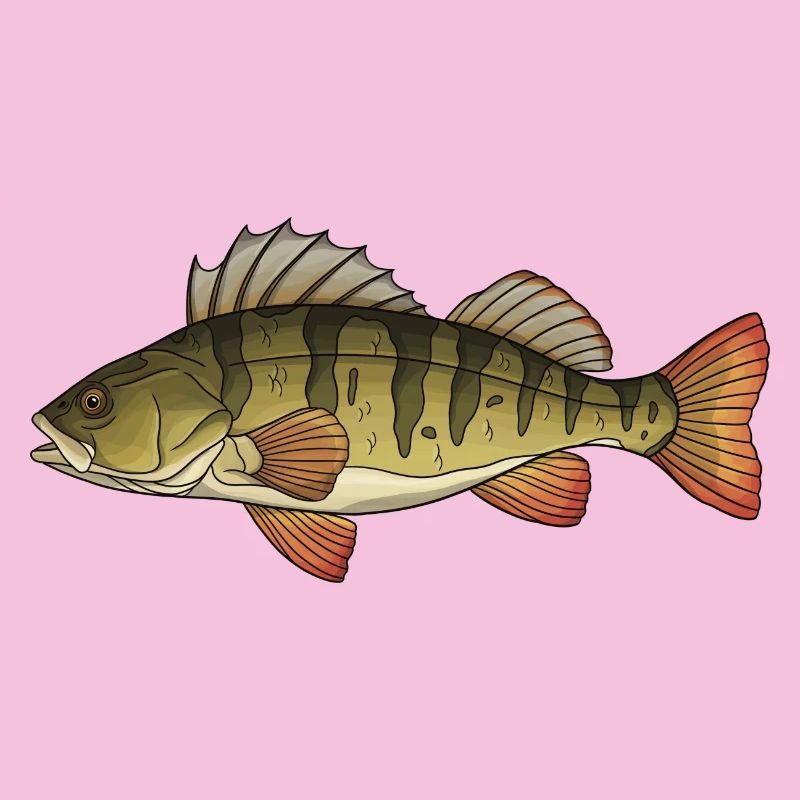 Conception de la pêche au poisson prédateur perchaud
