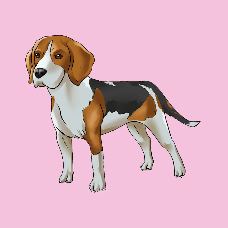 Beagle Hund