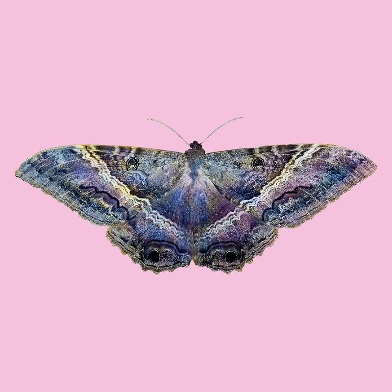 Blauer Schmetterling