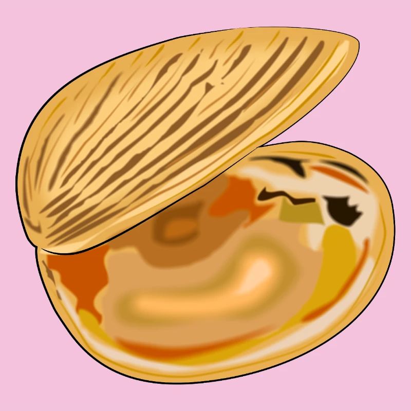 Shell unfolded