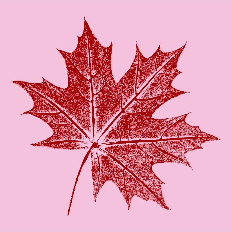 Feuille d’érable