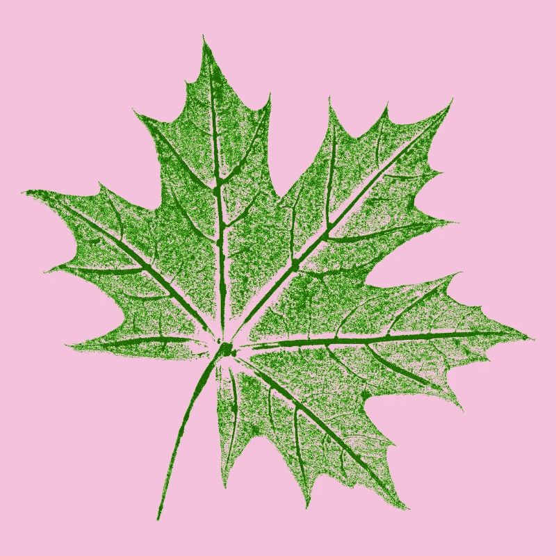 Érable feuillu / Feuille d’érable