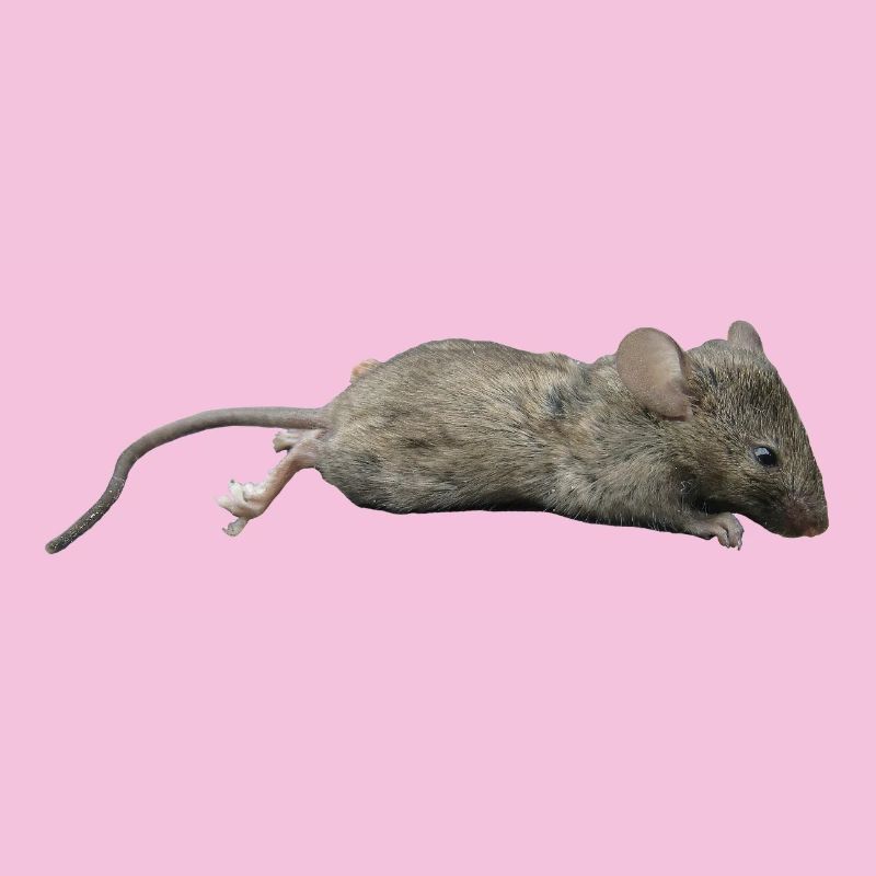 Mouse