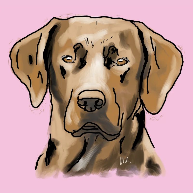 Labrador