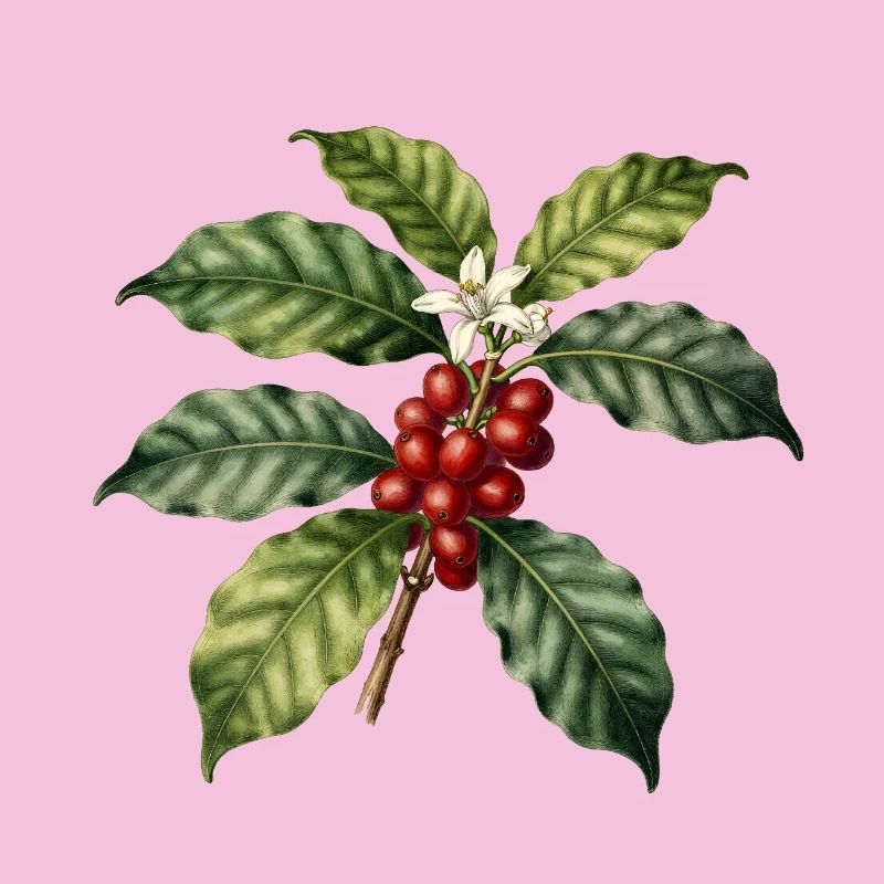 Illustrierter botanischer Kaffeebaum
