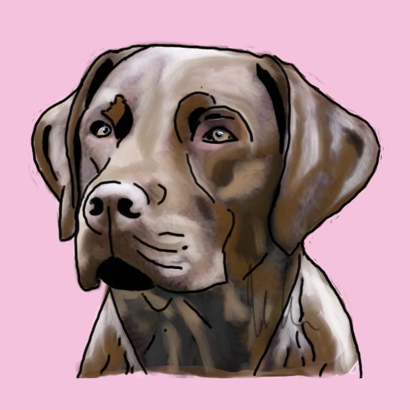 Labrador