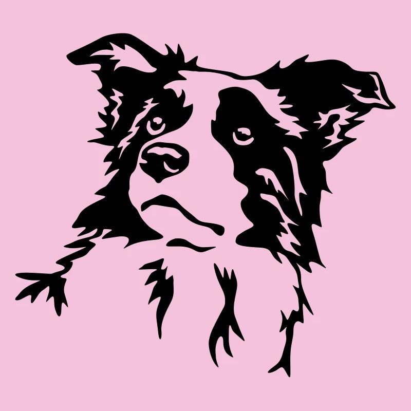 Border Collie Kopf