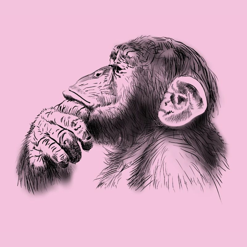chimpanzee