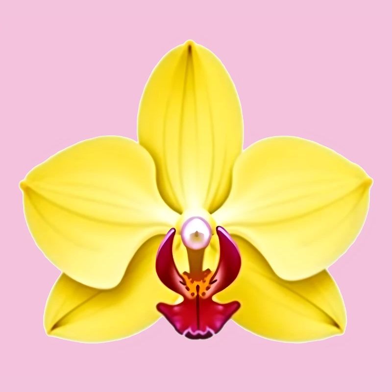 orchidée