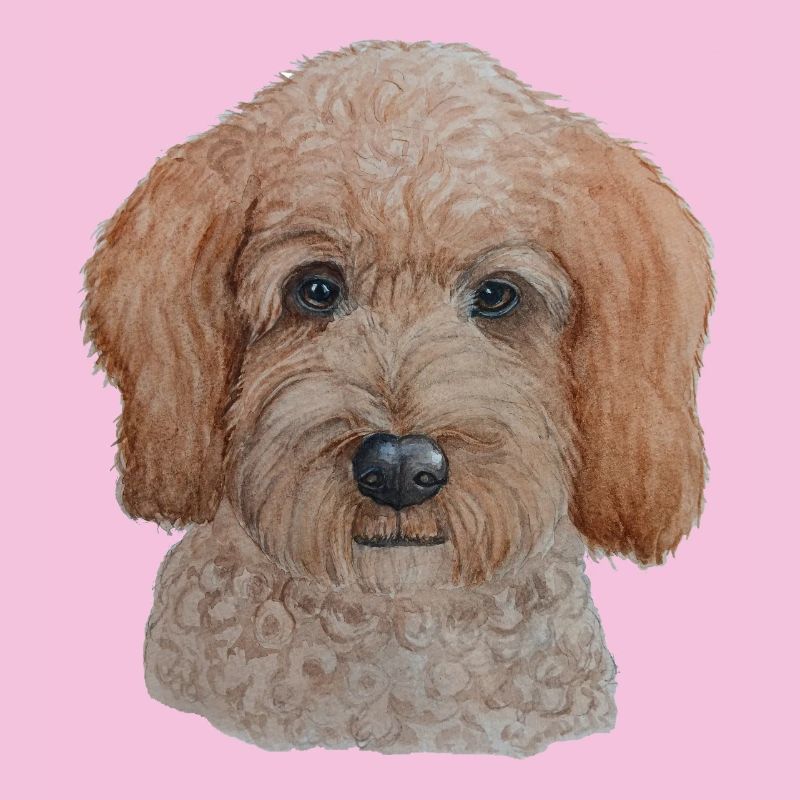 Labradoodle