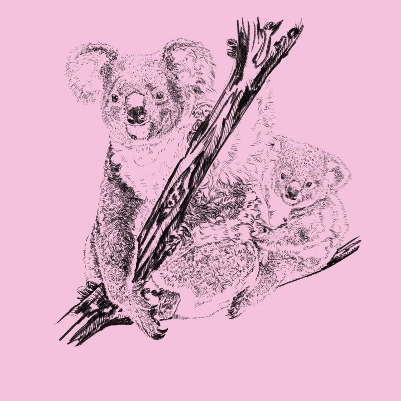 koala bear