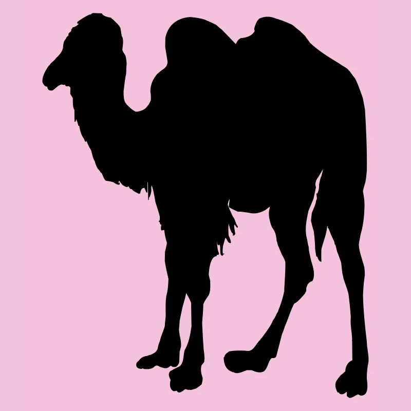 Kamel, Kamel