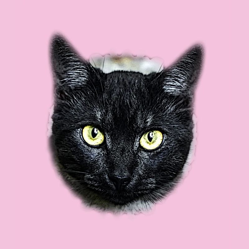 black cat schwarze Katze