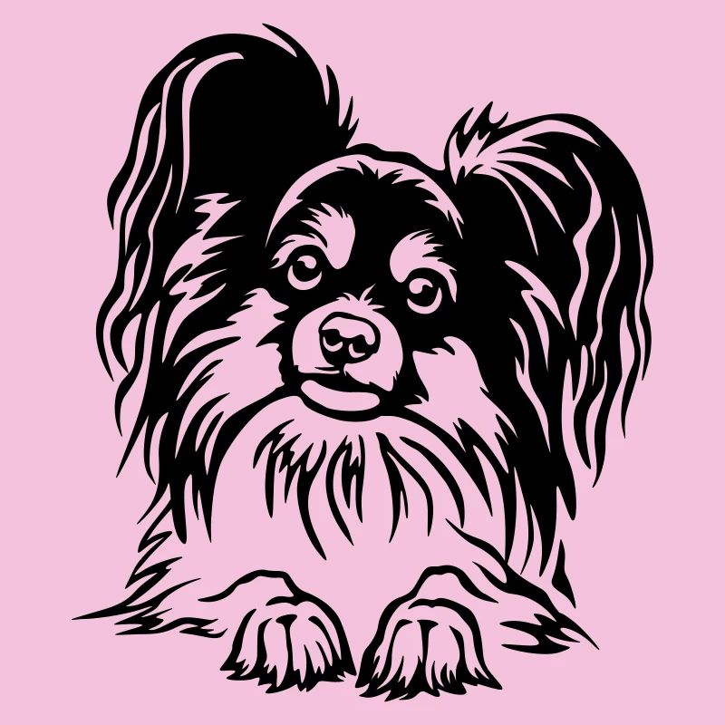 Papillon Kopf