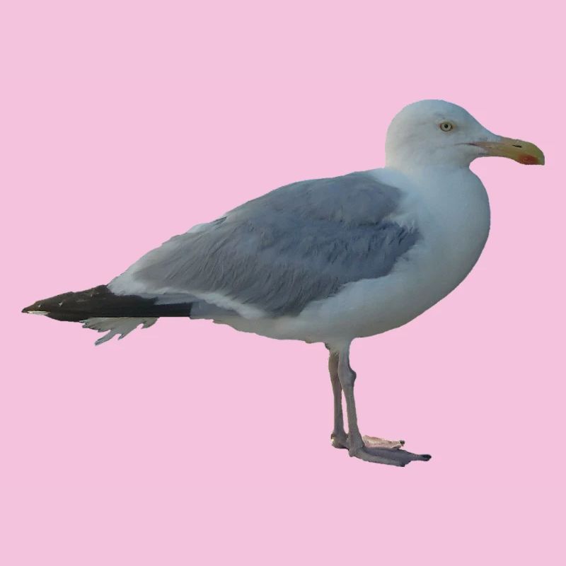 Mouette