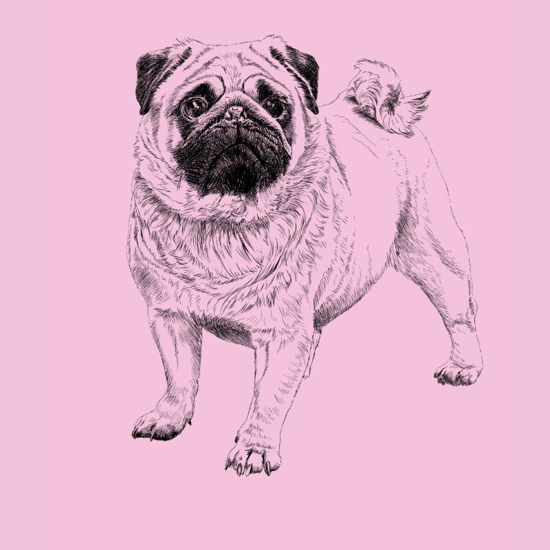 Pug