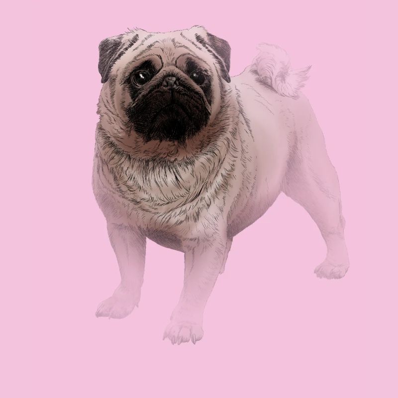 Pug