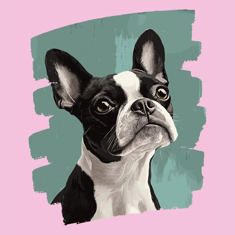 Boston Terrier