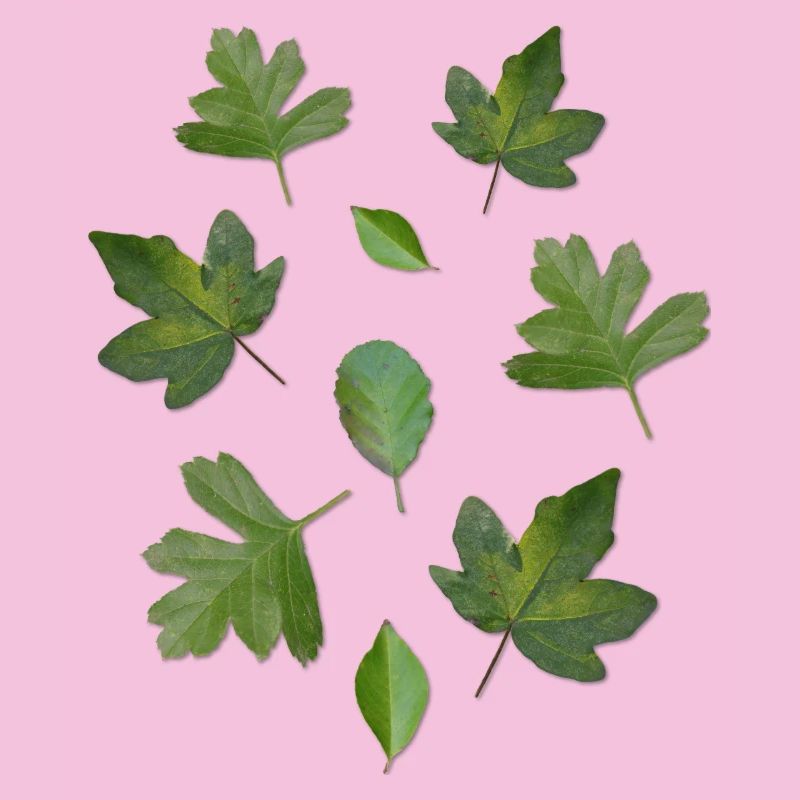 Green Leaves Autumn Nature Leaf Pattern