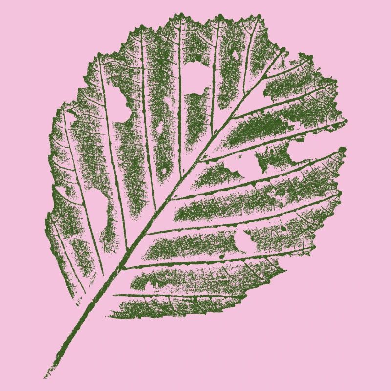Leaf Print - Alder