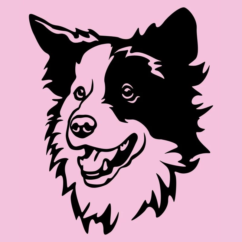 Border Collie Kopf