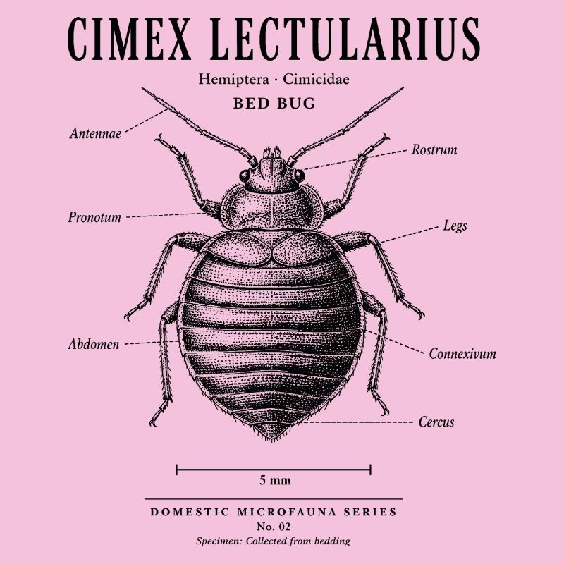 Bed Bug – Domestic Microfauna No. 02