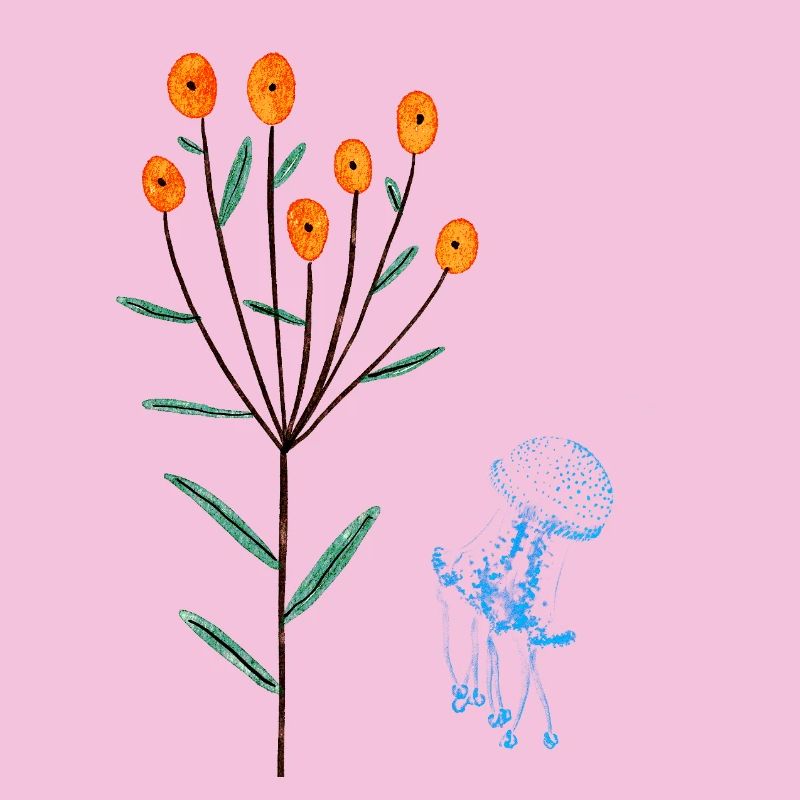 Jellyfish