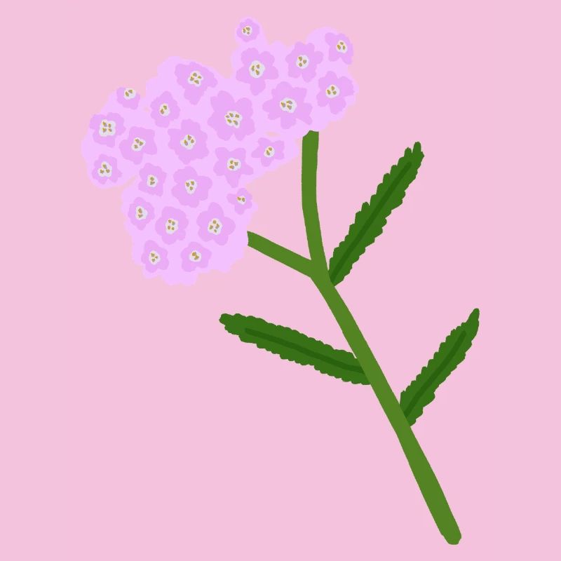Grappe de fleurs d’achillée pastel