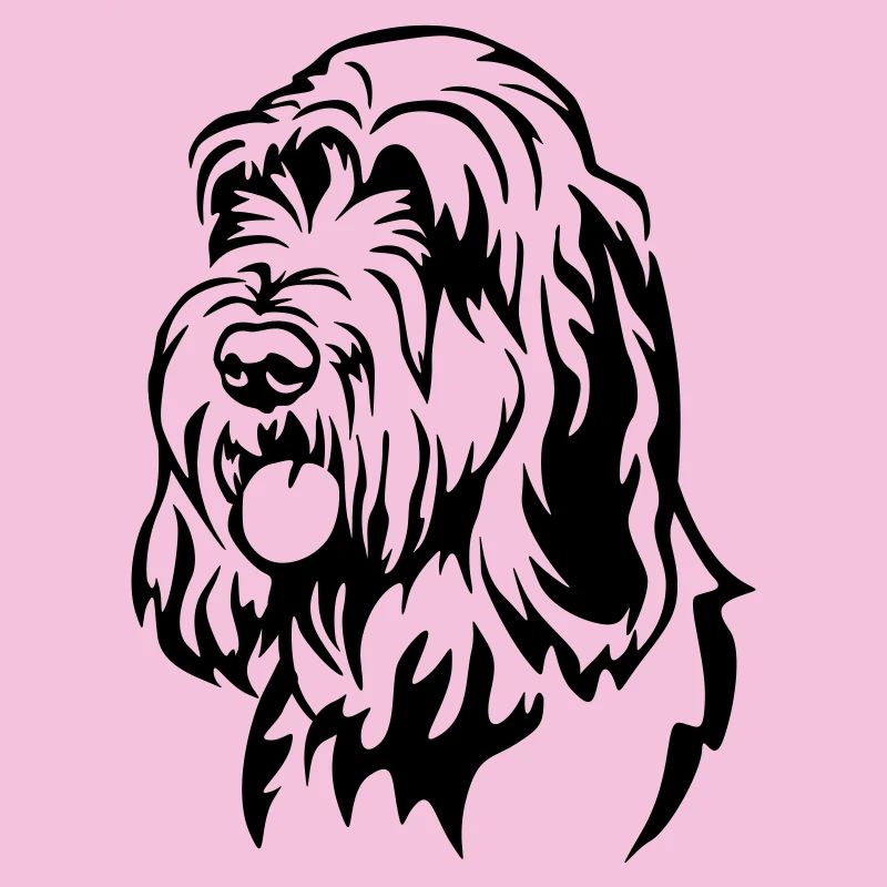 Spinone Italiano Kopf
