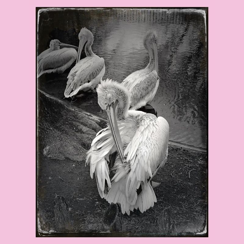 Dark Pelicans