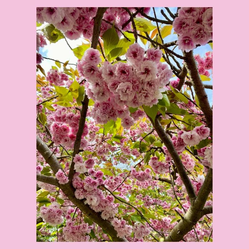 Cherry blossom magic in spring