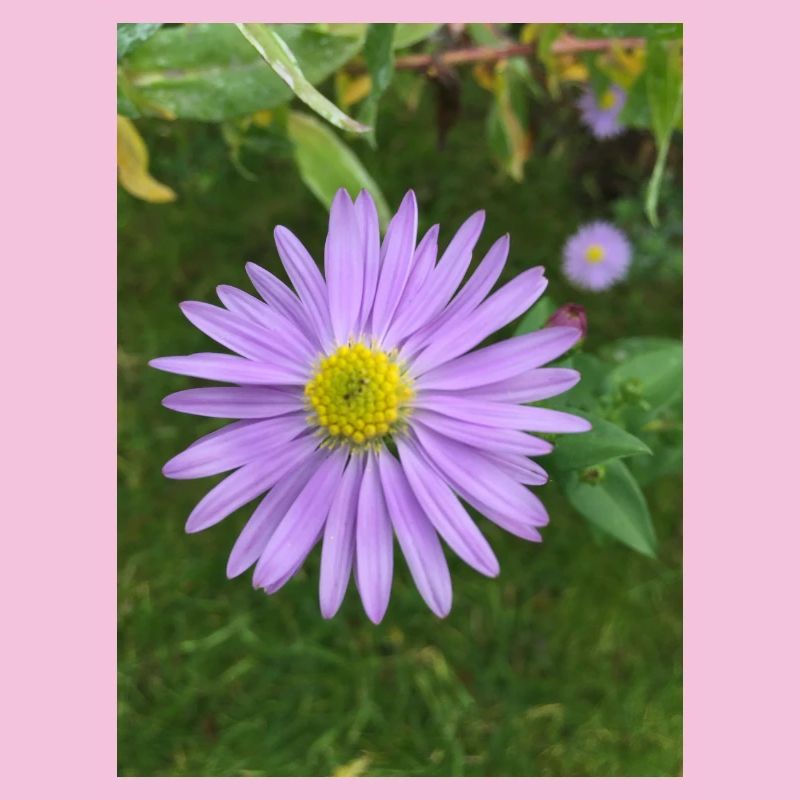 Lila Blüte