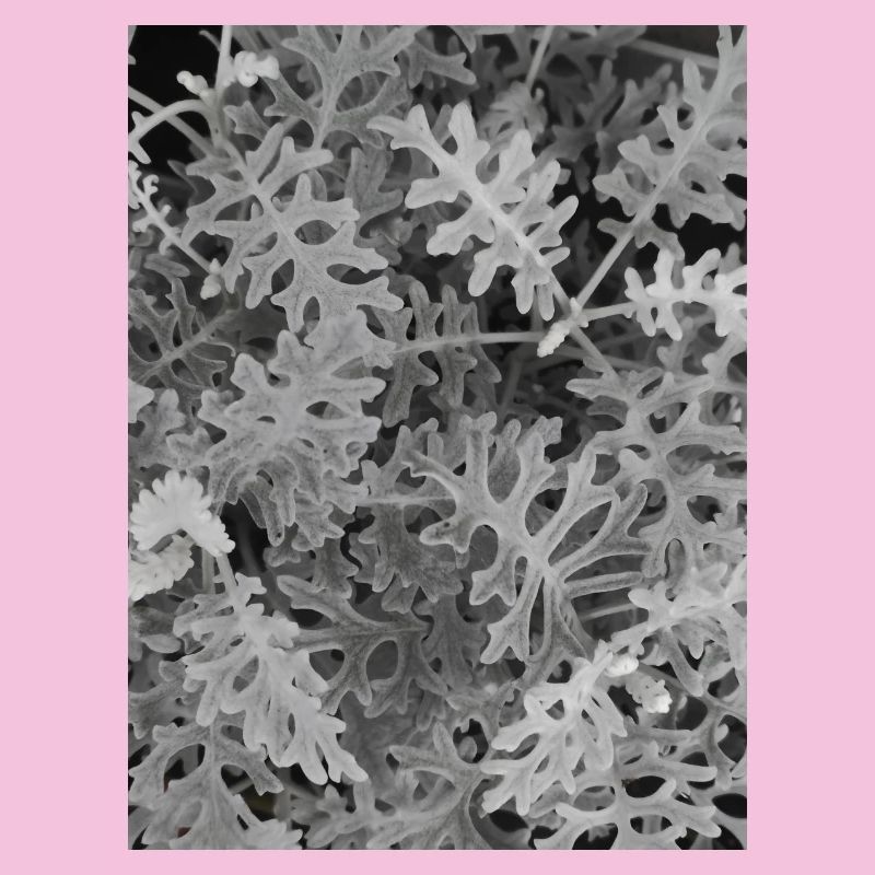 Maritime Cinerary Silver — Black and White