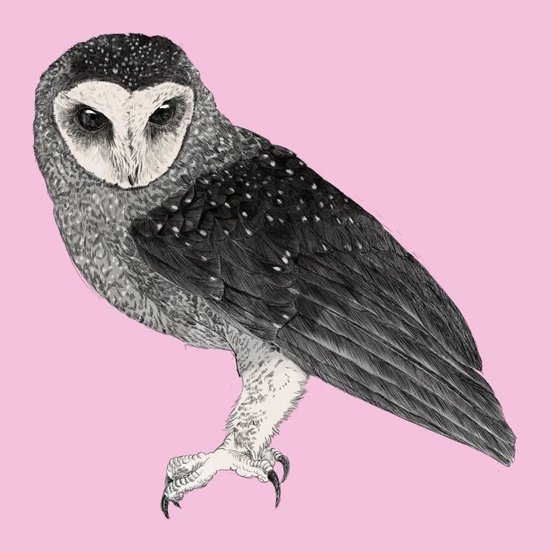 Illustration: Fleckenrußeule