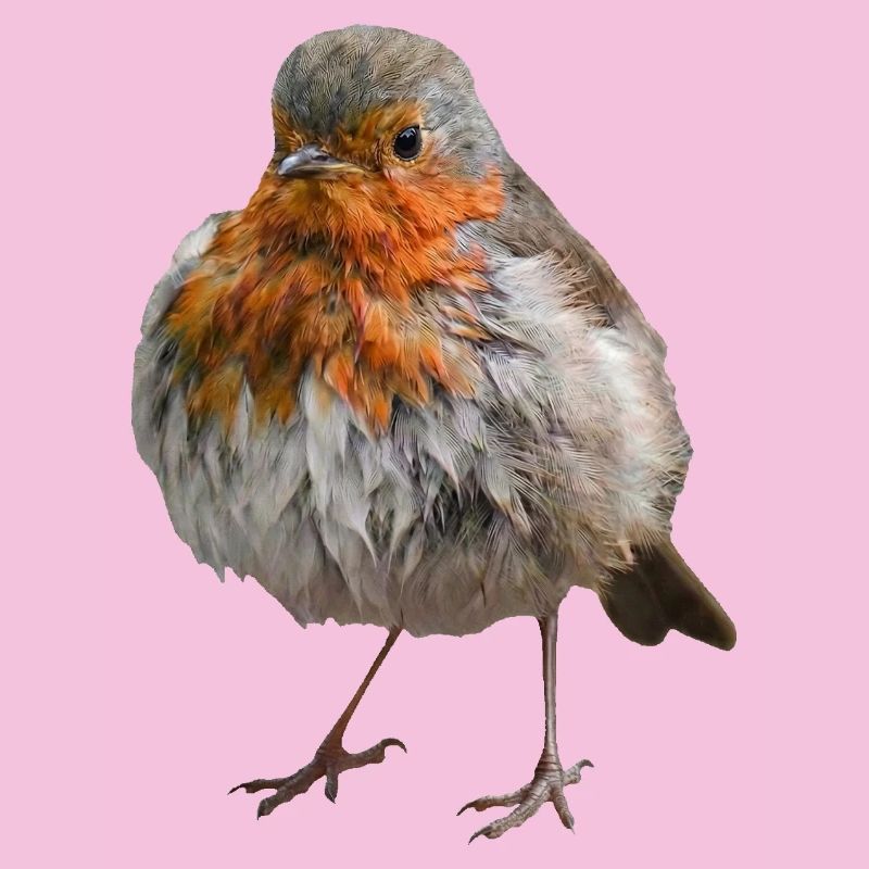 Disheveled Robin