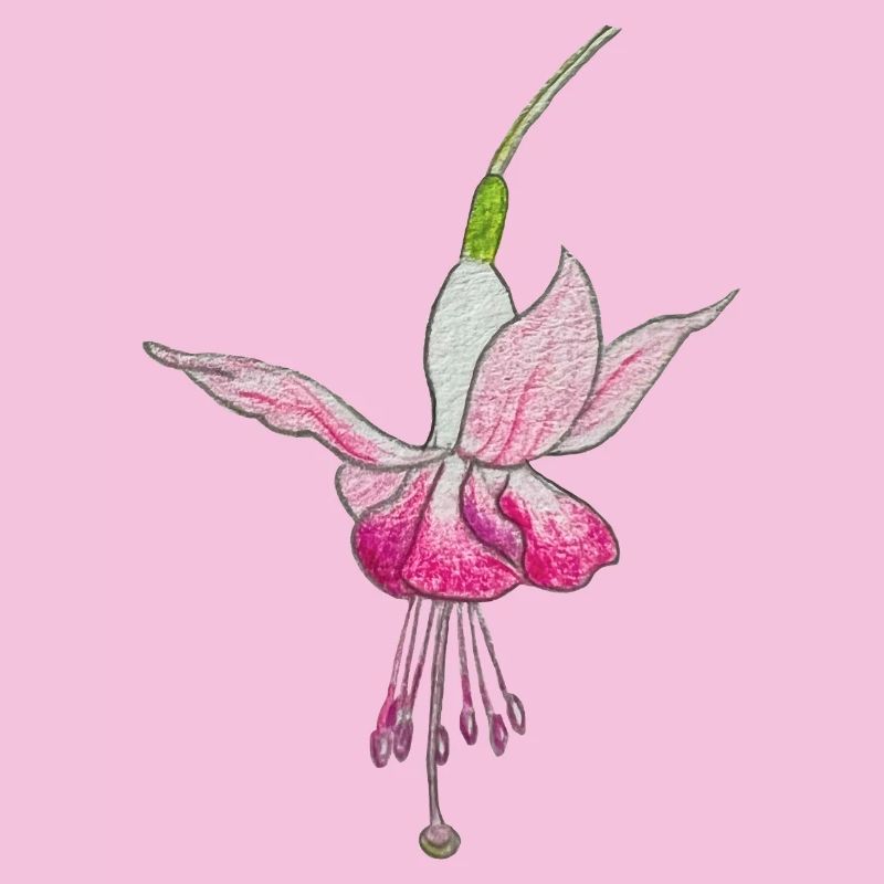 Fuchsienblüte