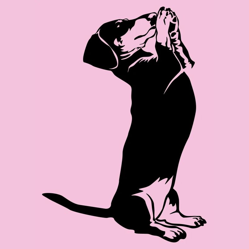 Dachshund