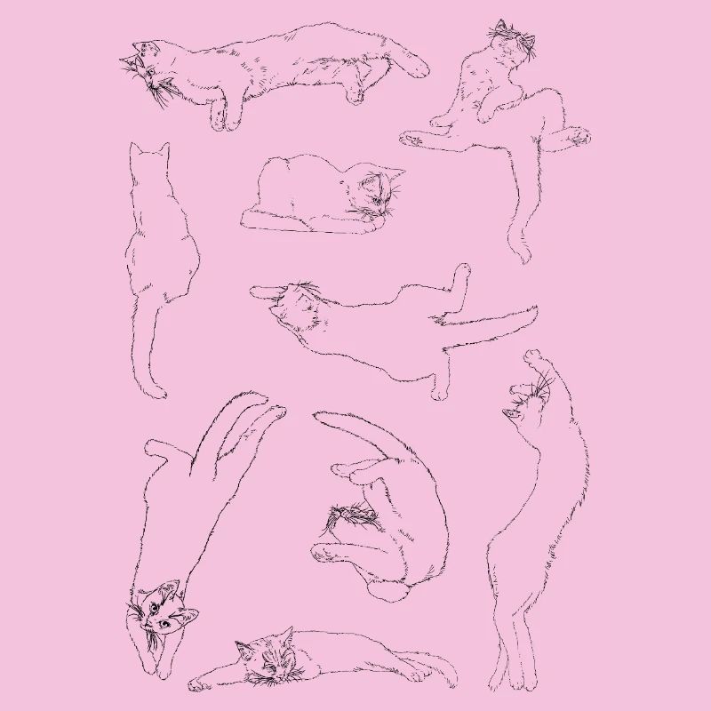 Anatomie der Katze