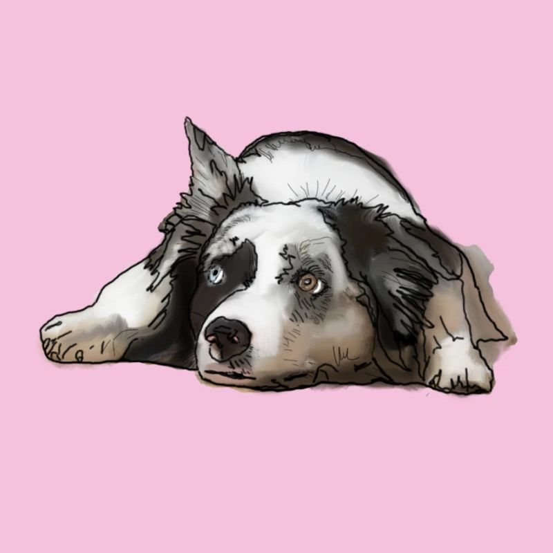 Australian Shepherd