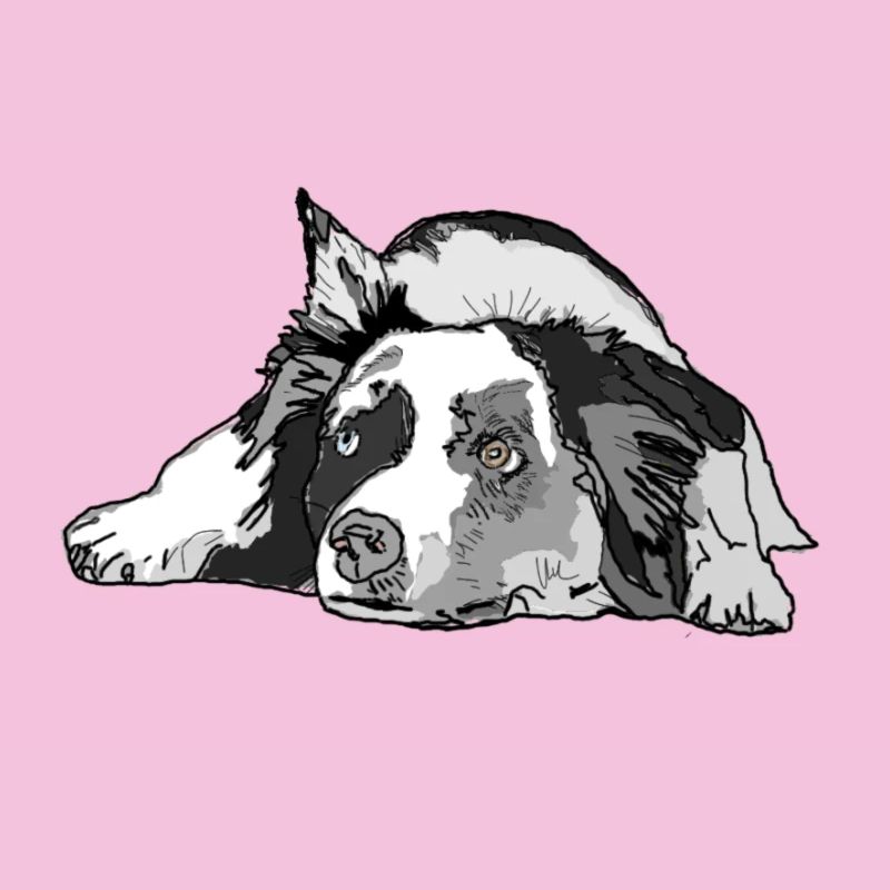 Australian Shepherd