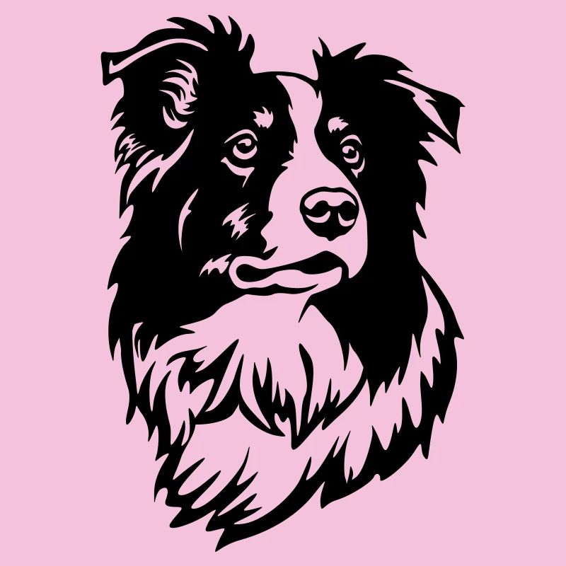 Border Collie Kopf