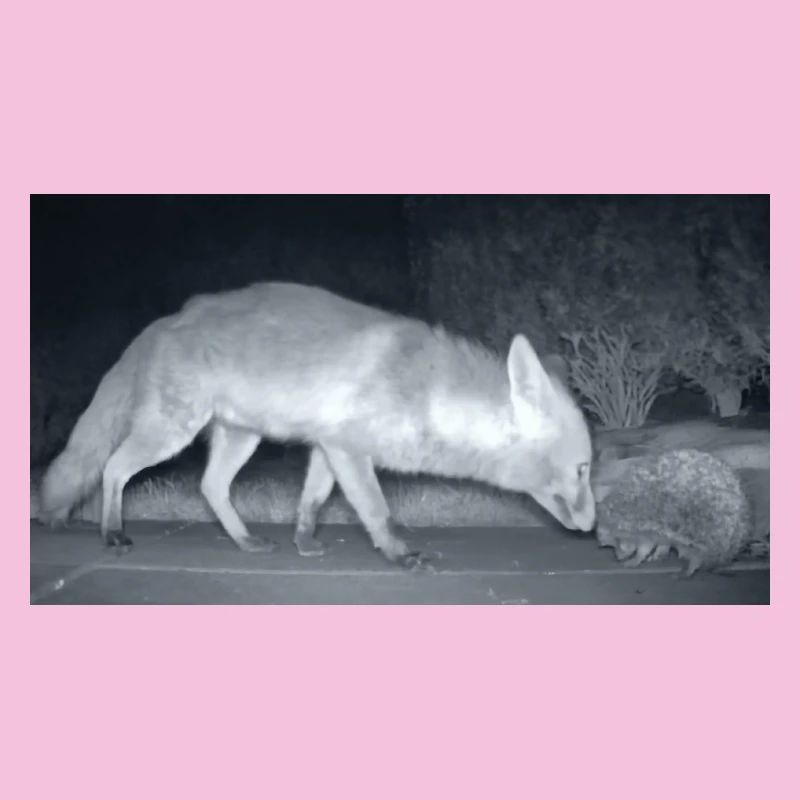 Renard nocturne Rencontre avec le hérisson