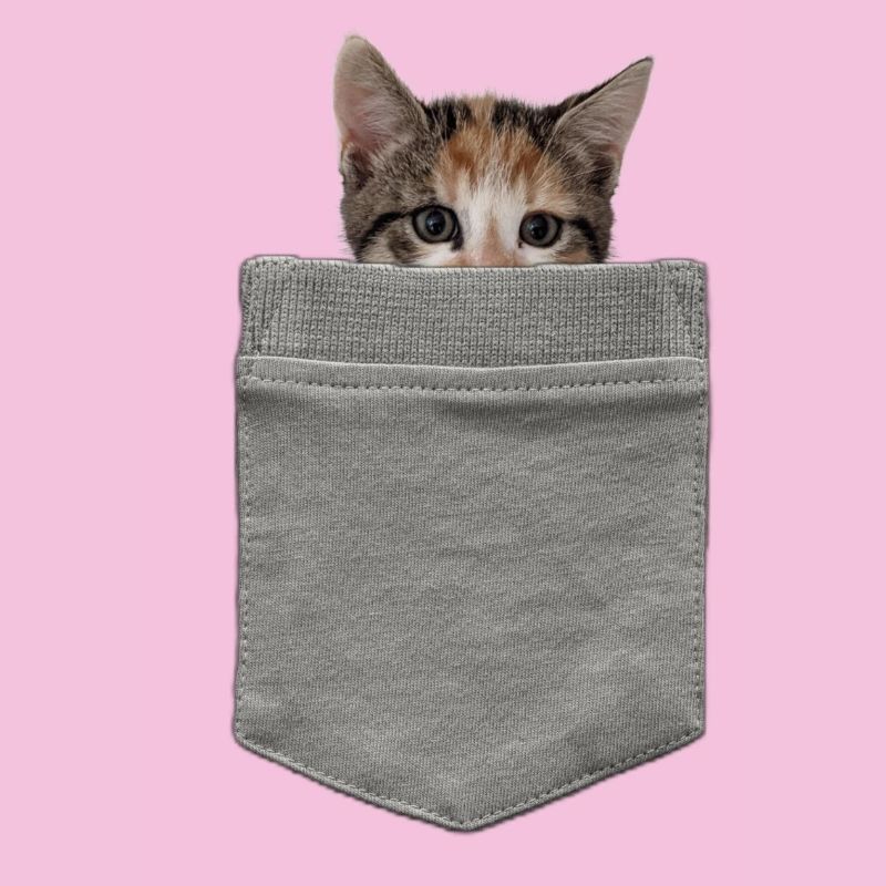 Chat dans sa poche - Un chaton regarde à travers
